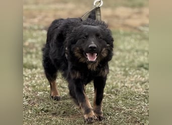 Atlas ein wundervoller Rüde