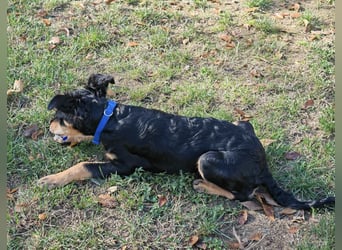 Pero ein kleiner fröhlicher