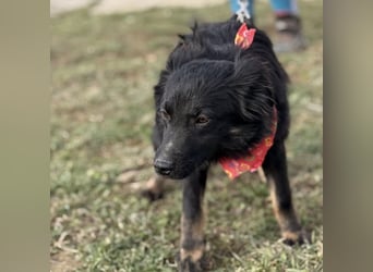 Amigo ein Engel auf vier Pfoten