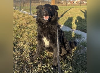 Dobri wartet viel zu lange