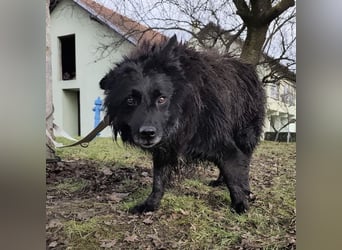 Marlo ein gutmütiger Rüde