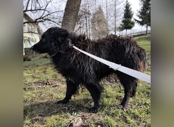 Marlo ein gutmütiger Rüde