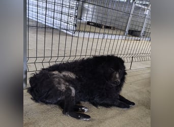 Lord - wird er je eine Chance bekommen?