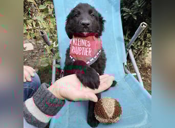 Kiko ein wundervoller Schatz