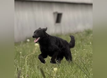 Zierliche schwarze Kata wird immer übersehen