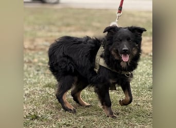 Atlas ein wundervoller Rüde