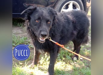 Pucci ein schwarzer Schatz