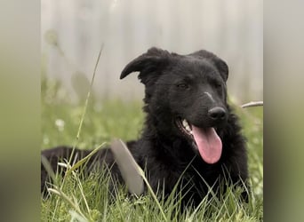 Zierliche schwarze Kata wird immer übersehen