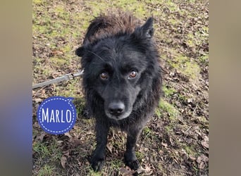 Marlo ein gutmütiger Rüde