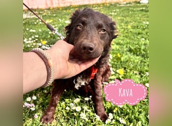 Kava eine treue Begleiterin fürs Leben