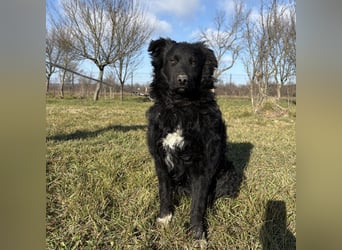 Charlie ein lieber Hundebub