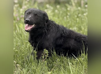Zierliche schwarze Kata wird immer übersehen
