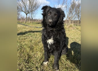 Charlie ein lieber Hundebub