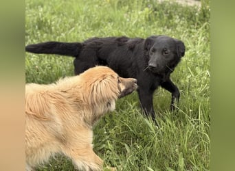 Bo ein feiner Hundebub