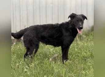 Zierliche schwarze Kata wird immer übersehen