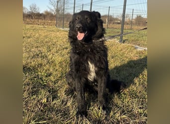 Dobri wartet viel zu lange