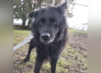 Marlo ein gutmütiger Rüde