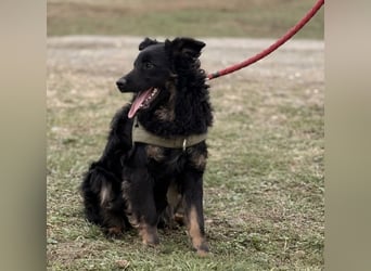 Atlas ein wundervoller Rüde