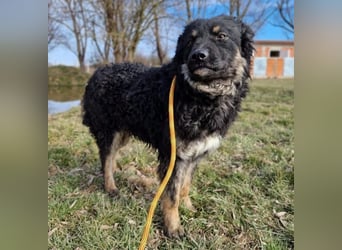 Laloo ein Schatz auf vier Pfoten