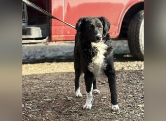 Hugo ein gutmütiger lieber Schatz