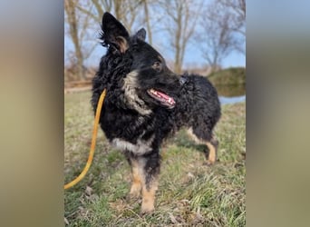 Laloo ein Schatz auf vier Pfoten