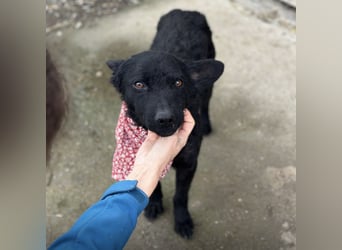 Layla ein sanfter ruhiger Schatz