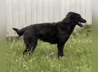 Zierliche schwarze Kata wird immer übersehen