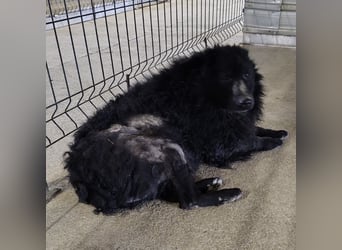 Lord - wird er je eine Chance bekommen?