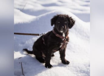 Buddy ein verspielter Clown