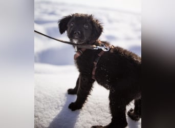 Buddy ein verspielter Clown