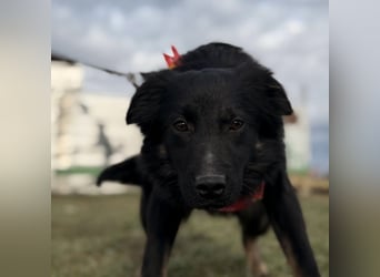 Amigo ein Engel auf vier Pfoten