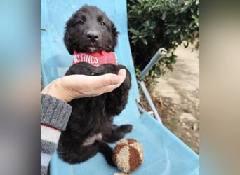 Kiko ein wundervoller Schatz