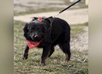 Amigo ein Engel auf vier Pfoten