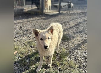 Tibor ein blonder verspielter Bub