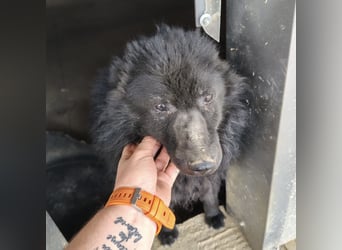 Lord - wird er je eine Chance bekommen?