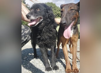 Zelda eine absolute Seelenhündin