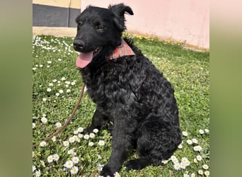 Stipo ein freundlicher Welpenbub