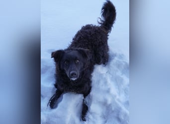 Edo ein freundlicher verspielter Rüde