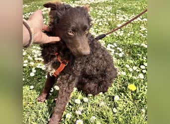 Kava eine treue Begleiterin fürs Leben