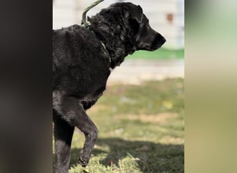 Boba eine fröhliche freundliche Hündin