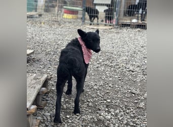 Layla ein sanfter ruhiger Schatz