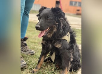 Atlas ein wundervoller Rüde