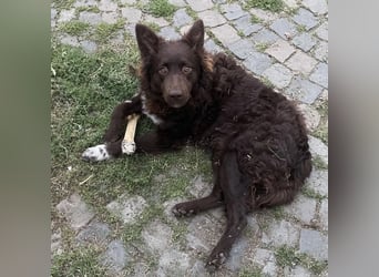 Wundervoller Neo - wartet geduldig auf ein Zuhause