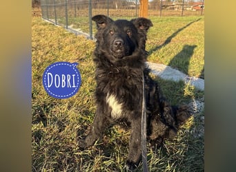 Dobri wartet viel zu lange