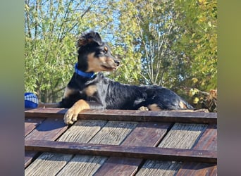 Pero ein kleiner fröhlicher