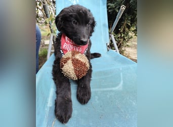 Kiko ein wundervoller Schatz