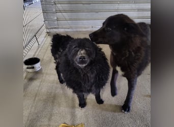 Lord - wird er je eine Chance bekommen?