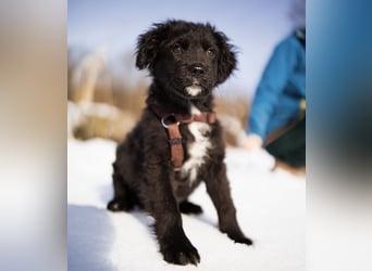 Buddy ein verspielter Clown