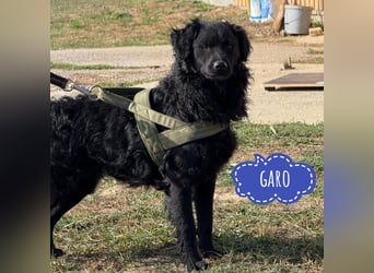 Garo ein Schwarzer Herzensbrecher