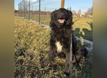 Dobri wartet viel zu lange